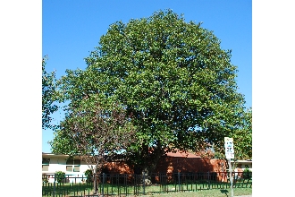 Harbison Oak