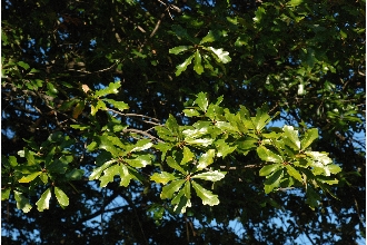 Harbison Oak