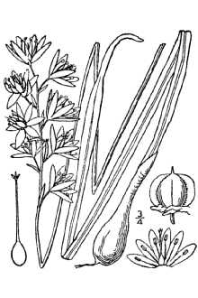 <i>Quamasia hyacinthina</i> (Raf.) Britton
