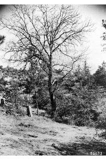 <i>Quercus californica</i> (Torr.) Cooper