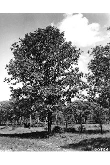 <i>Quercus catesbaei</i> Michx.