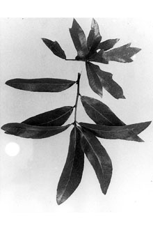 <i>Quercus obtusa</i> (Willd.) Ashe