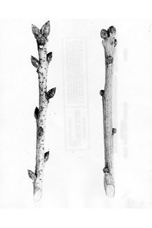 <i>Quercus hemisphaerica</i> auct. non W. Bartram ex Willd.