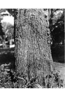<i>Quercus phellos</i> L. var. laurifolia (Michx.) Chapm.