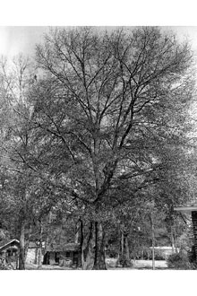 <i>Quercus obtusa</i> (Willd.) Ashe