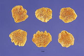 <i>Physalis lobata</i> Torr. var. albiflora Waterf.