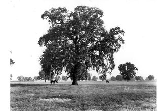 <i>Quercus lobata</i> Née var. argillara Jeps.