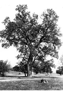 <i>Quercus lobata</i> Née var. turbinata Jeps.