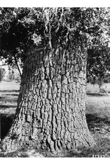 <i>Quercus lobata</i> Née var. turbinata Jeps.