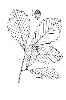 <i>Quercus prinus</i> L. p.p., nom. utique rej.