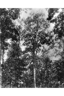 <i>Quercus houstoniana</i> C.H. Mull.