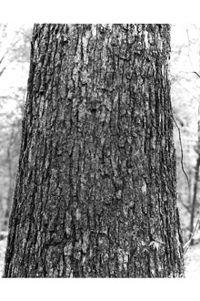 <i>Quercus houstoniana</i> C.H. Mull.