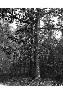 Swamp Chestnut Oak