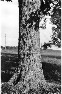<i>Quercus prinoides</i> J.M. Coult., non Willd.