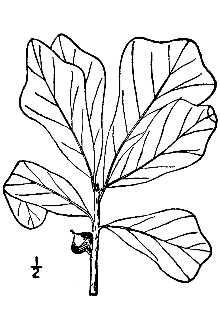 <i>Quercus nigra</i> L. var. heterophylla (Aiton) Ashe