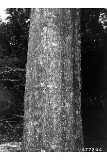 <i>Quercus nigra</i> L. var. heterophylla (Aiton) Ashe