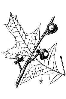 <i>Quercus falcata</i> Michx. var. leucophylla (Ashe) Palmer & Steyerm.