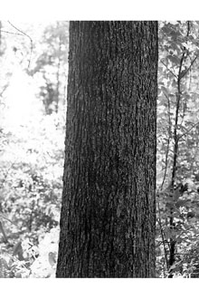 <i>Quercus falcata</i> Michx. var. pagodifolia Elliott
