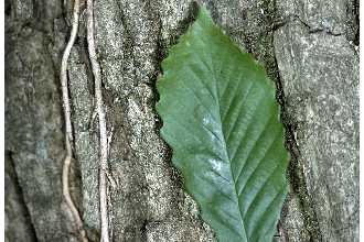 <i>Quercus prinus</i> L. p.p., nom. utique rej.