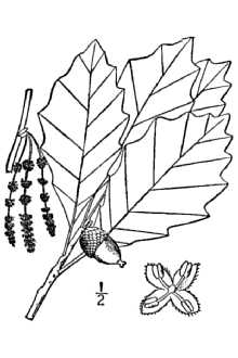 <i>Quercus prinoides</i> Willd. var. rufescens Rehder