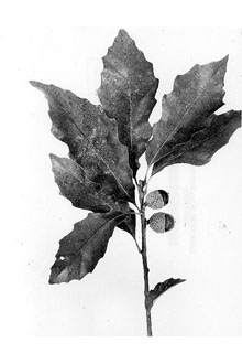 <i>Quercus prinoides</i> Willd. var. rufescens Rehder