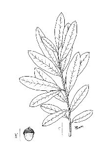 <i>Quercus elliottii</i> Wilbur