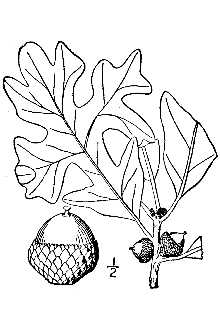 <i>Quercus stellata</i> Wangenh. var. attenuata Sarg.