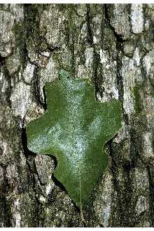 <i>Quercus stellata</i> Wangenh. var. parviloba Sarg.