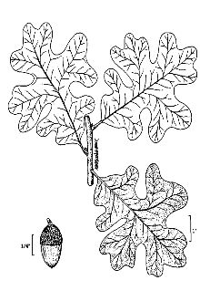 <i>Quercus stellata</i> Wangenh. var. attenuata Sarg.