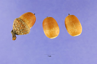 <i>Quercus nuttallii</i> Palmer var. cachensis Palmer