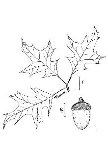 <i>Quercus shumardii</i> Buckley var. texana (Buckley) Ashe