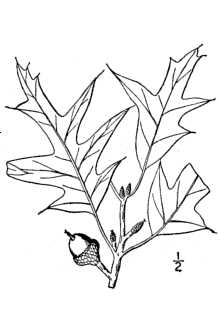 <i>Quercus triloba</i> Michx.