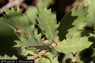 <i>Quercus dumosa</i> Nutt. var. turbinella (Greene) Jeps.