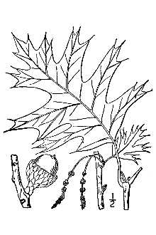 <i>Quercus velutina</i> Lam. var. missouriensis Sarg.