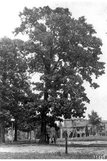 <i>Quercus velutina</i> Lam. var. missouriensis Sarg.
