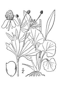 <i>Ranunculus abortivus</i> L. var. eucyclus Fernald
