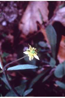 <i>Ranunculus abortivus</i> L. var. typicus Fernald