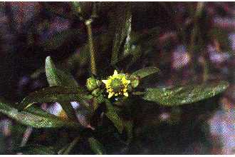 <i>Ranunculus abortivus</i> L. ssp. acrolasius (Fernald) Kapoor & Á. Löve & D. Löve