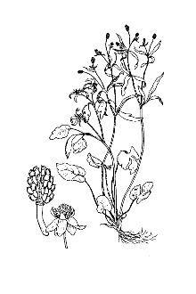 <i>Ranunculus abortivus</i> L. var. acrolasius Fernald