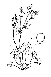 <i>Ranunculus abortivus</i> L. var. acrolasius Fernald