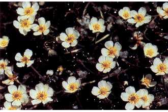 <i>Ranunculus trichophyllus</i> Chaix var. hispidulus (E. Drew) W. Drew