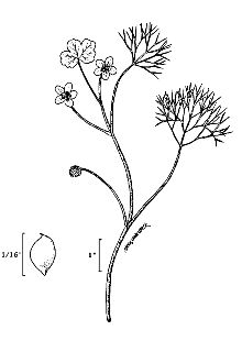 <i>Ranunculus aquatilis</i> L. var. hispidulus E. Drew