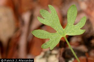 <i>Ranunculus arizonicus</i> Lemmon ex A. Gray var. typicus L.D. Benson