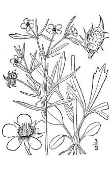 <i>Ranunculus arvensis</i> L. var. tuberculatus (DC.) Koch