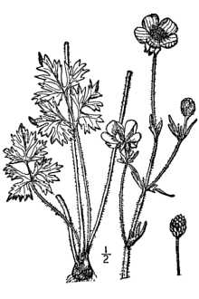 <i>Ranunculus bulbosus</i> L. var. valdepubens (Jord.) Briq.