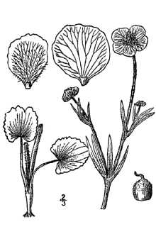 <i>Ranunculus cardiophyllus</i> Hook. var. typicus L.D. Benson