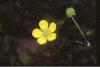<i>Ranunculus palmatus</i> Elliott