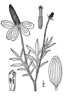 <i>Ratibida columnaris</i> (Pursh) D. Don var. pulcherrima (DC.) D. Don