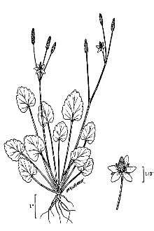 <i>Ranunculus cymbalaria</i> Pursh var. alpinus Hook.