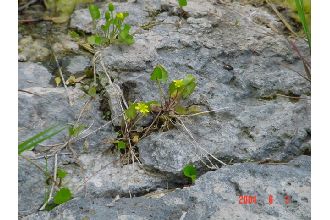 <i>Ranunculus cymbalaria</i> Pursh var. saximontanus Fernald